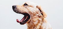 A bored Golden Retriever awaits toys.